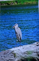 Incredible and Captivating Blue Heron 12×18 unframed photo