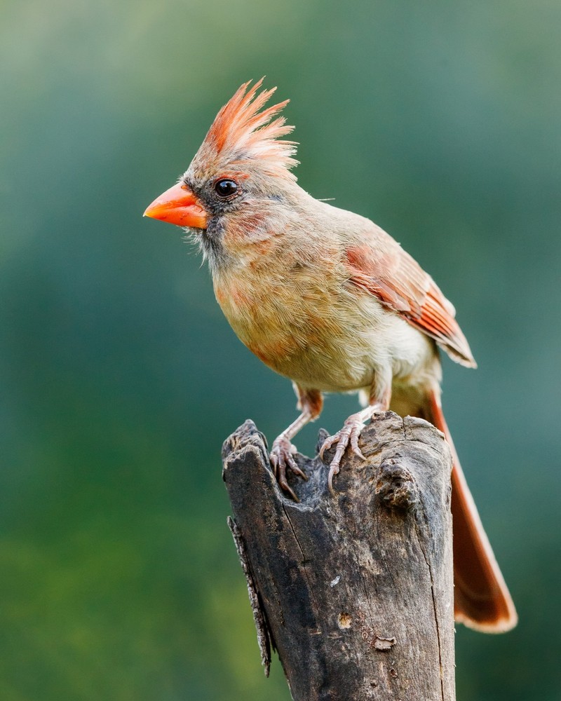 Female Northern cardinal Bird 8×10 8″x10″ Photograph Print