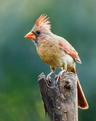Female Northern cardinal Bird 8×10 8″x10″ Photograph Print