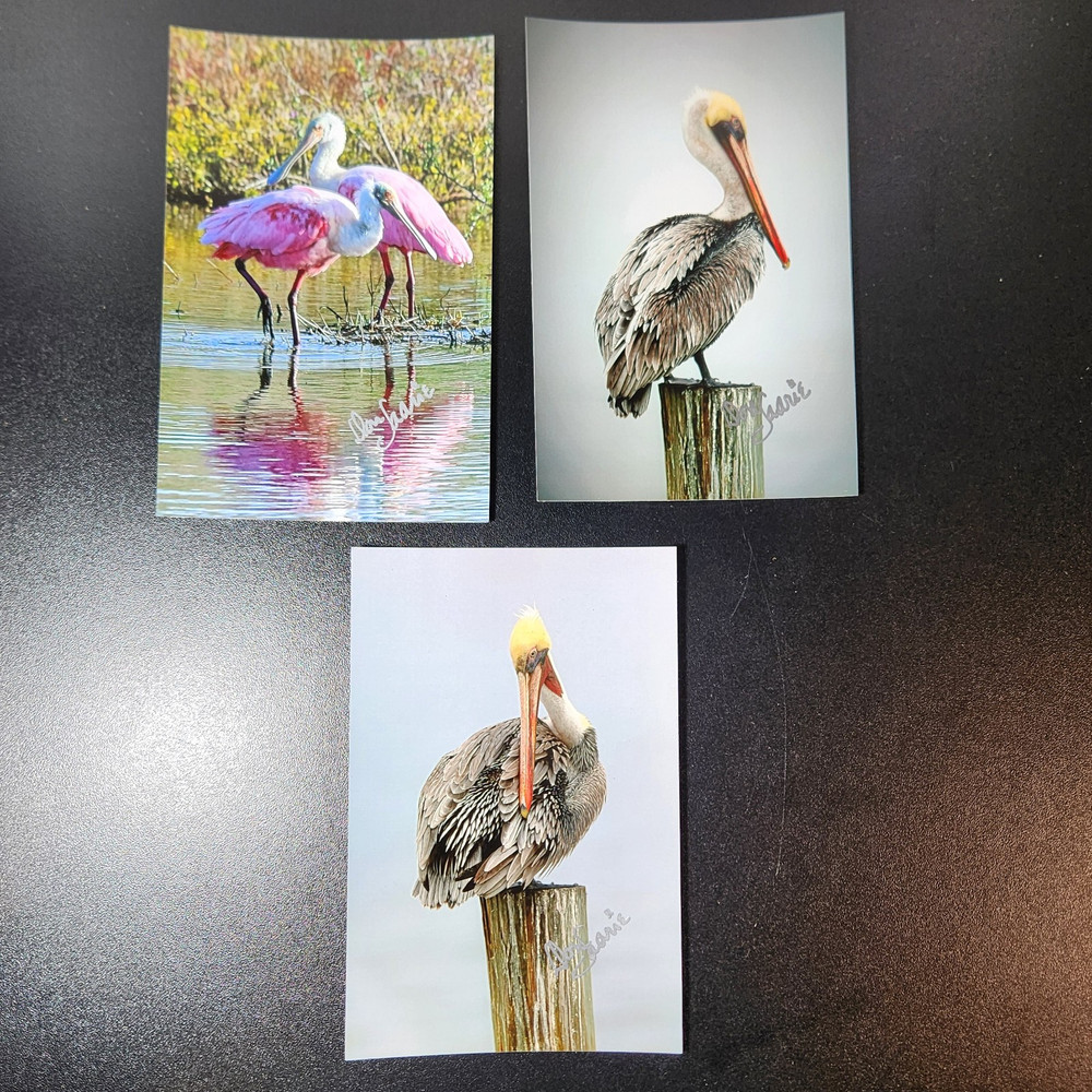 Art Photography Sea Birds Don Saarie Signed 4×6 Print Photos 3 Beach Ocean Decor