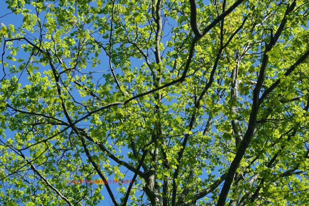 “Spring”