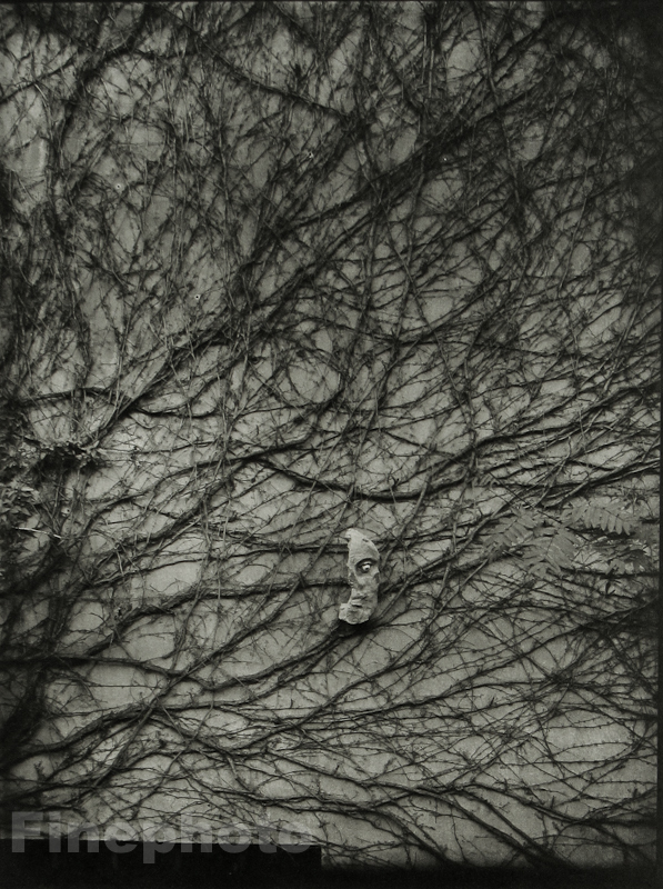 1959/78 JOSEF SUDEK Vintage Czech Photo Gravure SURREAL Vine Branch Wall Face