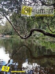 Photograph Jungle Beautiful Sri Lanka River Photo Image Nature Picture Print