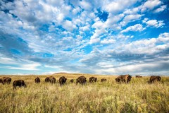 Buffalo Herd Photography Print Bison Picture Oklahoma Photo Western Decor