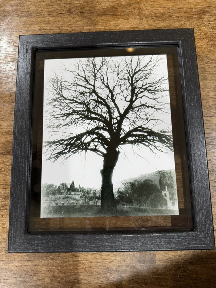 Beautifully captured black & white tree at a park in El Paso Texas