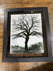 Beautifully captured black & white tree at a park in El Paso Texas