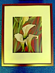 Noted Photographer Randy Dana Signed Photo “White Callas” 2004 #70/200