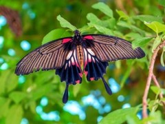 Photo Digital Product WallpaperBackground Picture image butterfly