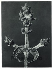 1929 Original Vintage KARL BLOSSFELDT Botanical Plant Flower Abstract Photo Art