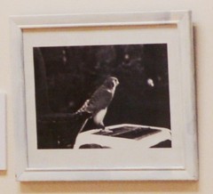 Peregine Falcon side view, Rosendale, NY, 8 x 10 in art photo by Mel Gonz, 2024
