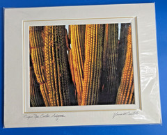Louis Cantillo ORGAN PIPE CATUS Signed Photo Arizona Matted Mounted 14 x 11 New