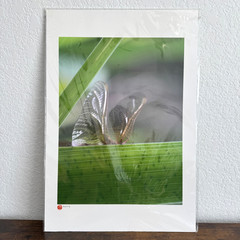 Butterfly Zebra Longwing Photography Art Print 2004 Sealed Packaging 19×13″