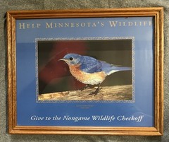Eastern Bluebird (Sialia sialis) Framed Photo for Helping Minnesota’s Wildlife