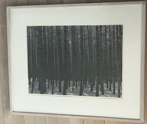 Sandy Noyes Signed Original Art Photograph: Pines In The Sun, Layton, N.J. 1977