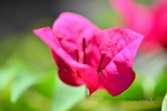 photo art flowers