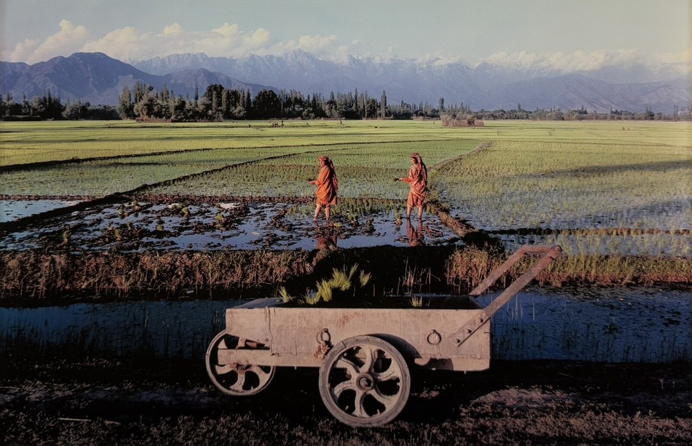 1985 Raghubir Singh Transplanting Paddy Outskirts Srinagar Kashmir India SIGNED